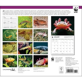 Calendar Ink, Axolotls WWF 2025 Wall Calendar