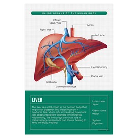 Quarterhouse Human Body Organs and Functions Poster Set, Science Classroom Learning Materials for K-12 Students and Teachers, Set of 7, 12x18, Extra Durable