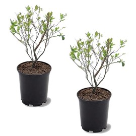 Premier Blueberry Bush, Rabbiteye Variety, 12-18 in. Plant Height, 1 gal Nursery Pot (Due to Agricultural Laws, we Cannot Ship to CA, AZ, AK, or HI), 2 Blueberries