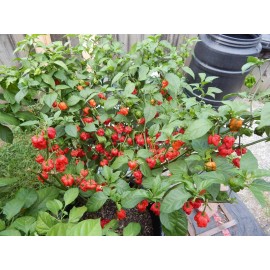 American Seed 1000 Carolina Reaper Chili Pepper Seeds World Record Hot Peppers Vegetables
