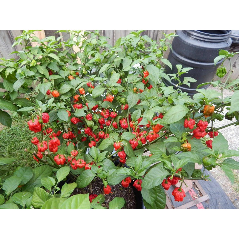 American Seed 1000 Carolina Reaper Chili Pepper Seeds World Record