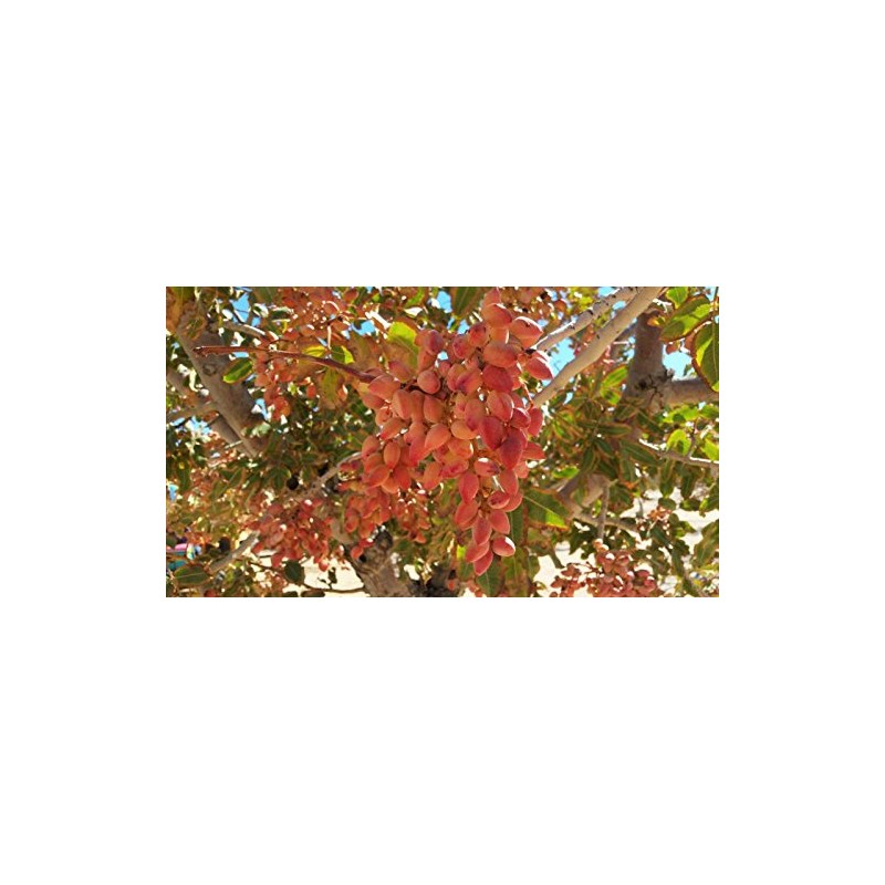 Roasted Salted Pistachios in-shell Heart healthy and California grown and