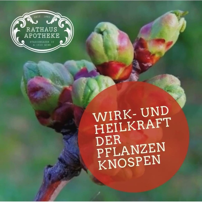RATHAUS APOTHEKE WIEN Concentrated Bud Extract - Gemmotherapy - Juglans