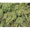 Kato 24-332 Lichen Light Green