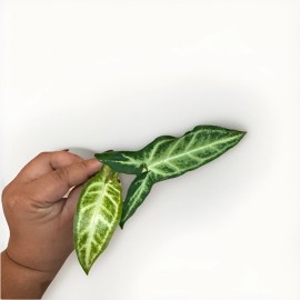 Syngonium Podophyllum – Vibrant, Low-Maintenanc