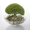CYS EXCEL Glass Decorative Footed Bowl (H:4.5" D:12") | Fruit