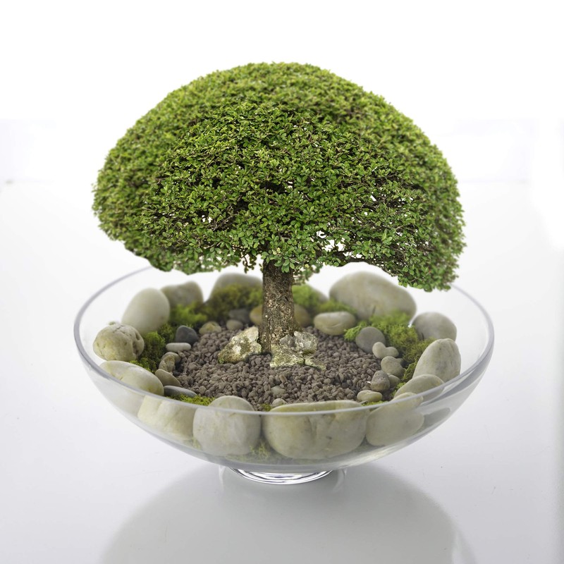 CYS EXCEL Glass Decorative Footed Bowl (H:4.5" D:12") | Fruit