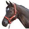 HKM Stars 558526 Headcollar Thoroughbred Dark Blue