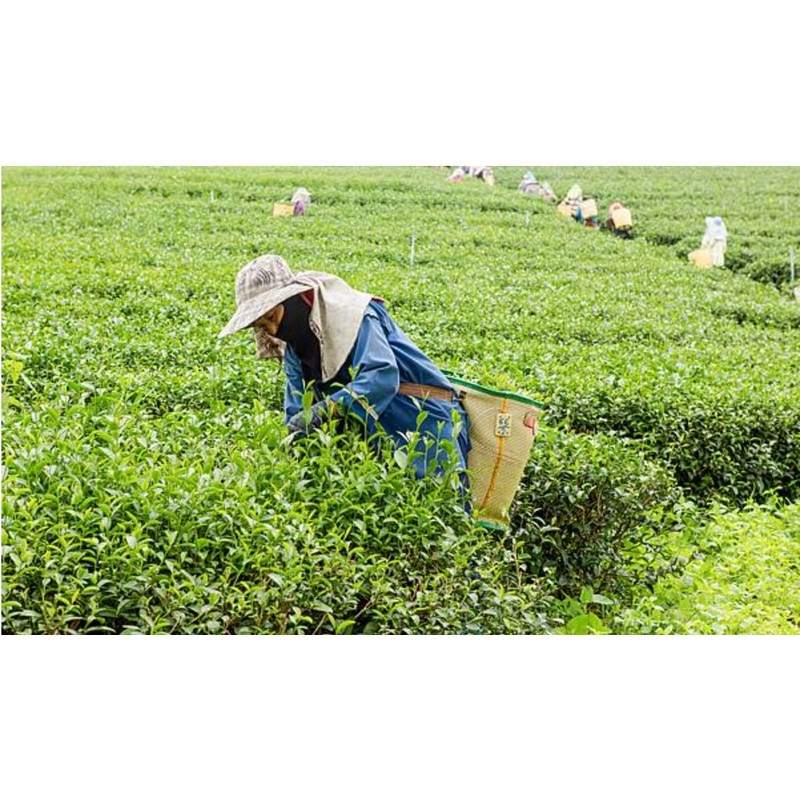 Denise's Fine Tea, USDA Organic, Alishan High Mountain Oolong, Luxury