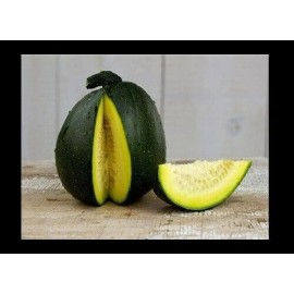 BmoreSPicy.com Tatume Summer Squash 20 Seeds Heirloom Calabash Mexican Zucchini - 20 seeds