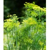 Little Seed Store 301+MAMMOTH Long Island DILL Seeds Native Culinary