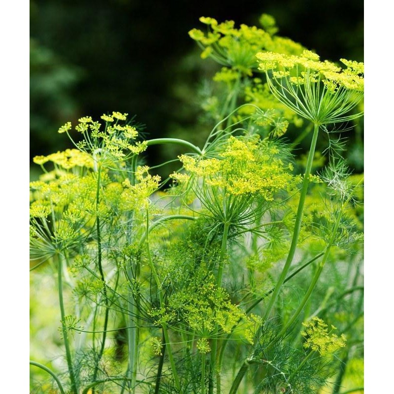 Little Seed Store 301+MAMMOTH Long Island DILL Seeds Native Culinary