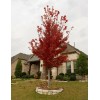 Tree Brandywine Maple 2.5 inch pot