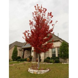 Tree Brandywine Maple 2.5 inch pot