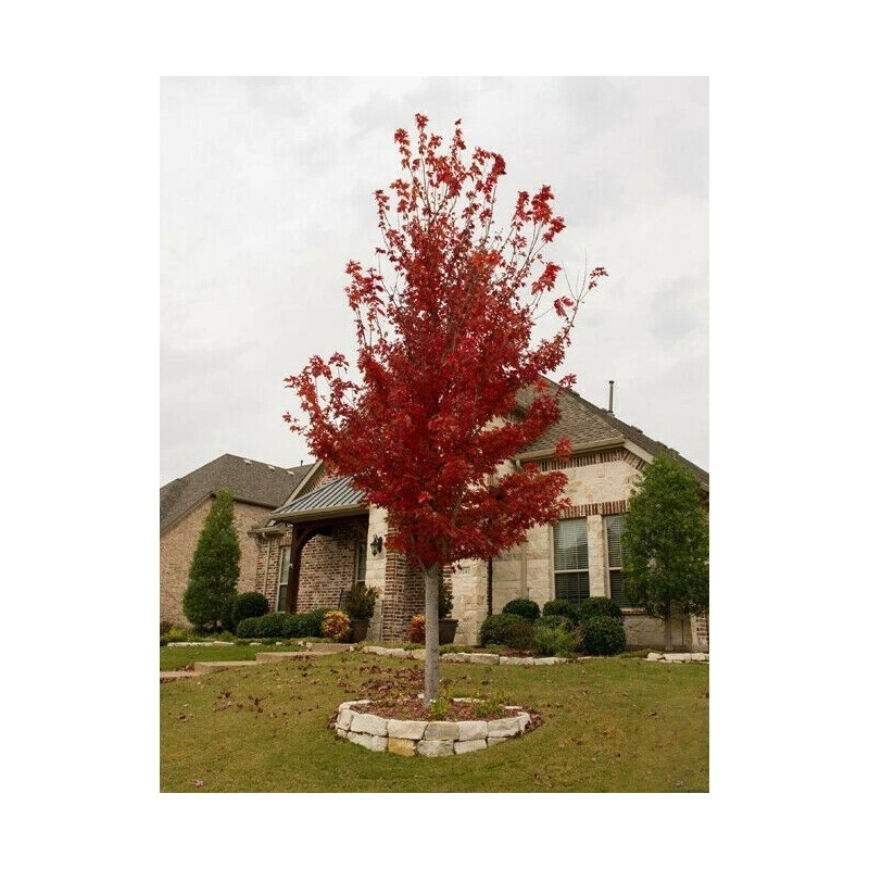 Tree Brandywine Maple 2.5 inch pot