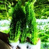 Greenpro 3 Bundles Stream Bogmoss | Mayaca Fluviatilis Live Aquarium Plants Decorations Tropical Freshwater Fish Tank