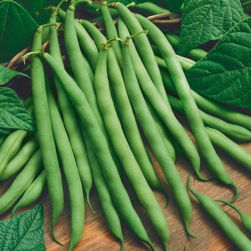 The Gardening World 100 Blue Lake Bush Beans Heirloom Seeds