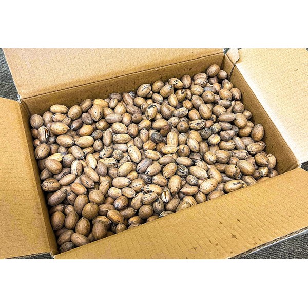 20 lbs - Texas Squirrel Pecans Inshell | Pecans.com DO NOT ORDER IF FROM CALIFORNIA OR ARIZONA