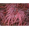 Crimson Queen Japanese Maple - Live Plant - Trade Gallon