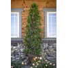 Japanese Blueberry | 20 Live Trees | Elaeocarpus Decipiens |