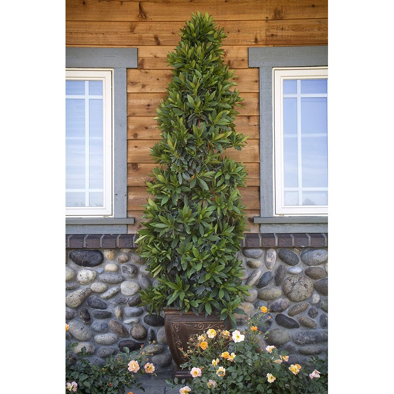 Japanese Blueberry | 20 Live Trees | Elaeocarpus Decipiens |