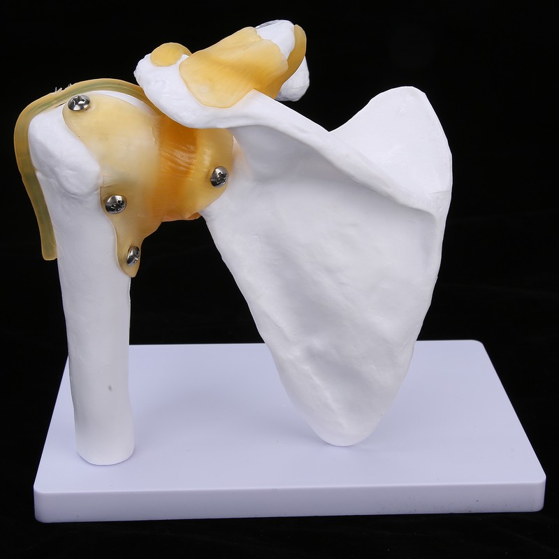 1:1 Life Size Human Anatomy Shoulder Joint Model Shoulder Blade
