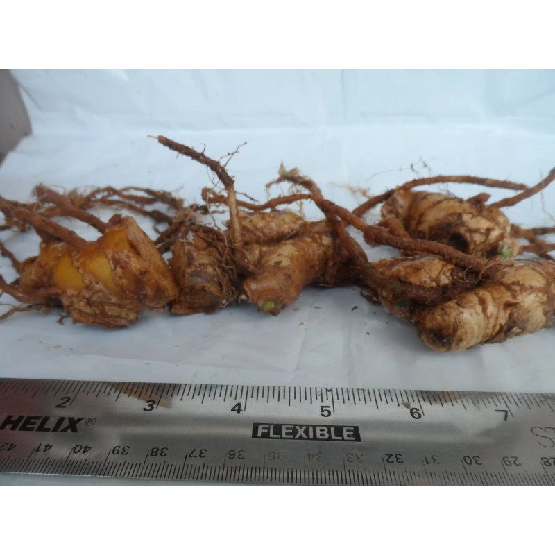 Ginger 4 Shampoo Ginger Rhizomes, Zingiber Zerumbet, Pine Cone, Free