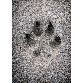 Glory To Dog They Never Really Leave Us Pet Bereavement/Sympathy Card with Greeting Card Mailing Envelope