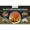 Medicinal Mushroom Liquid Cultures 5-Pack