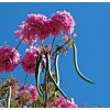 las marias 20x Pink Guayacan/Pink Trumpet tree/Handranth