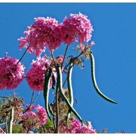 las marias 20x Pink Guayacan/Pink Trumpet tree/Handranth