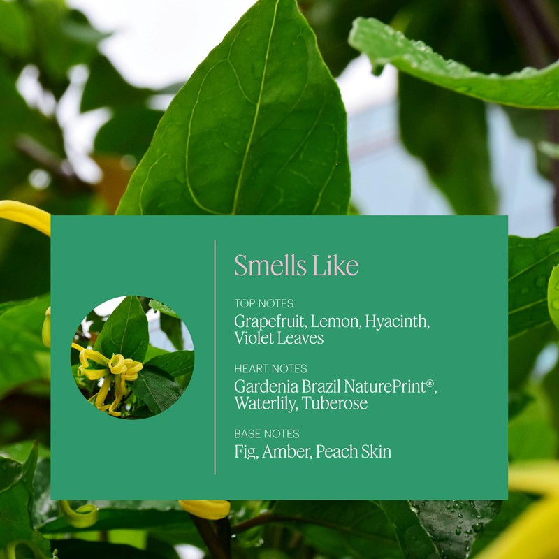 Aera Vibrance - Essential Oil for Home - Lively and