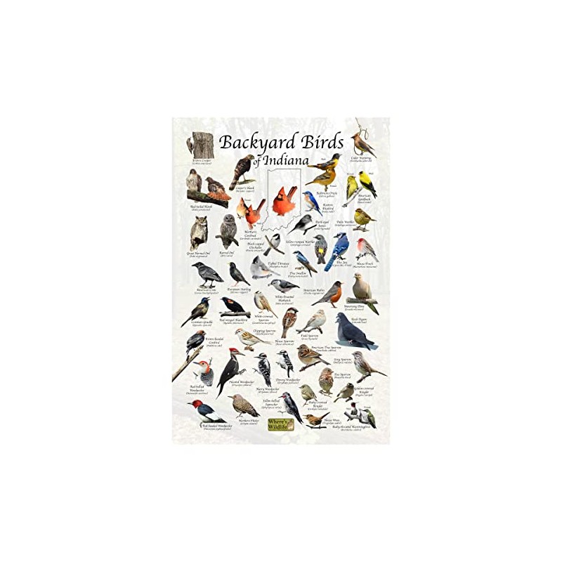 Where's Wildlife Backyard Birds of Indiana Bird Identification Poster (12"