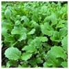 Everwilde Farms - 1 Oz Florida Broadleaf Mustard Seeds -