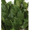 Fresh 100 % Organic Fresh Lemon leaves