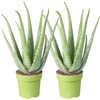 Aloe Vera Plant - 2 plants