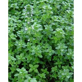 2000++ Organic Common Thyme Herb Seeds, Thymus vulgaris, NON-GMO, 2025 Season