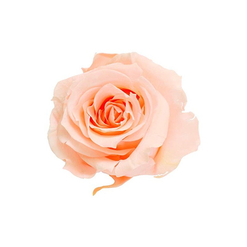 Daichi Farm DO003480-371 Preserved Flowers, Rose Izumi (9 Wheels), Creamy