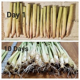 Lemongrass 20 Lemongrass  Stalks Ready to Plant, Easy to Grow Citronella, Cymbopogon