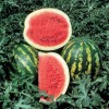 The Gardening World 100 Crimson Sweet WATERMELON Seeds Heirloom -