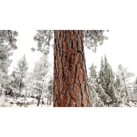 Tree Ponderosa Pine-  20 - 27" 3 year old trees- Pacific sub species- For Landscape - 1 tree