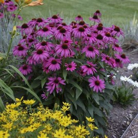 Generic 50 Bright Purple Coneflower Seeds Echinacea Perennial Flowers Flower Seed