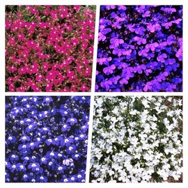5000+ Perennial Cascade Mixture Lobelia Seeds for Planting Outdoors-Lobelia Ground Cover Seed Flowers Planting Non-GMO Heirloom
