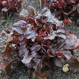 Ashley Leaf Lettuce Seeds - 1 Oz ~25000 Seeds - Non-GMO, Heirloom - Vegetable Garden - Lactuca Sativa