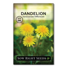 Sow Right Seeds - Common Dandelion Seeds for Planting - Non-GMO Heirloom Packet with Instructions to Grow an Outdoor or Indoor Herb Garden - Herbal Teas & Medicinal Uses - Great for Wildlife (1)