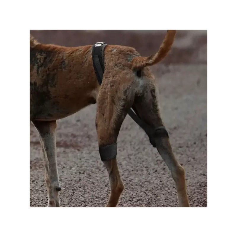 강아지 고관절 보호대 보호 교정 벨트 L Puppy Hip Protection