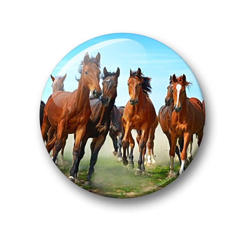 Merchandise for Fans Fridge Magnets for Horses Design Black Foal