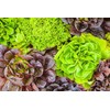 Oakleaf Lettuce Seeds - Fall Crop and Cool Season Planting