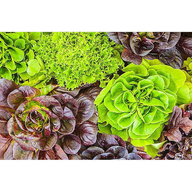 Oakleaf Lettuce Seeds - Fall Crop and Cool Season Planting