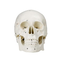 Vision Scientific VAL221 Medical Numbered Human Skull-3 Part | Life Size | from Real Human Skull, Detail Hand Painted Numbering | Sectioned Skullcap | Suture Lines & Full Dentition | Labelled Diagram